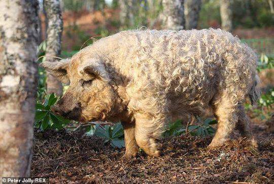 薅猪毛也能做羊毛衫披着羊皮的猪见过没？